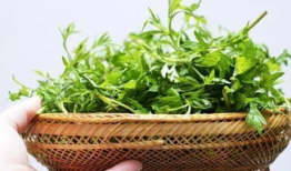 艾草视频,探寻传统草药的神奇魅力