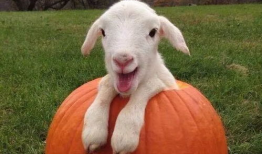 最新吃瓜爆料小羊图片视频,最新图片视频曝光，萌态可掬引网友热议